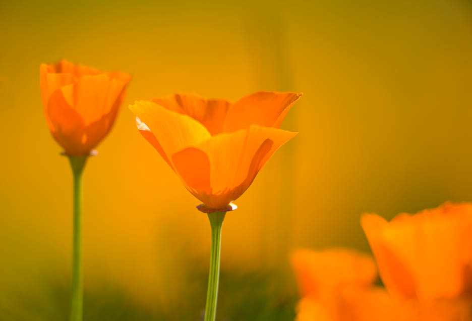Poppies, #421