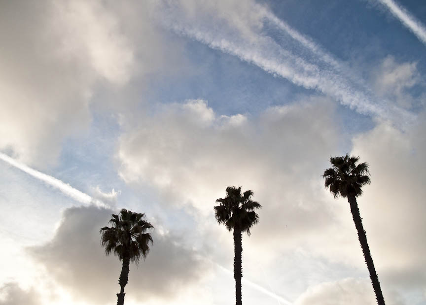 Contrails and Palm Trees