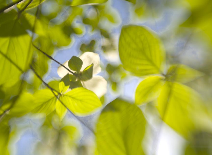 More Spring Dogwoods