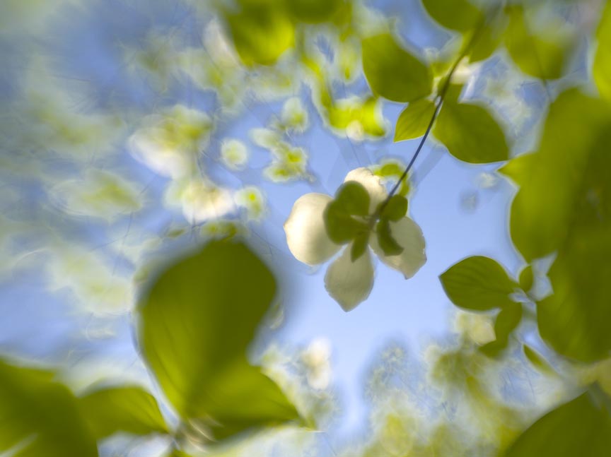 Spring Dogwoods