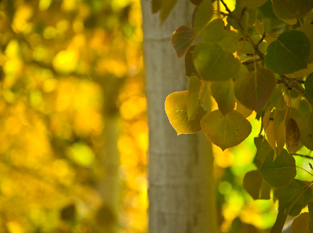 Aspens, #365