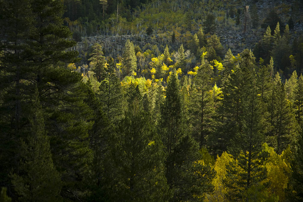 Aspen Glow