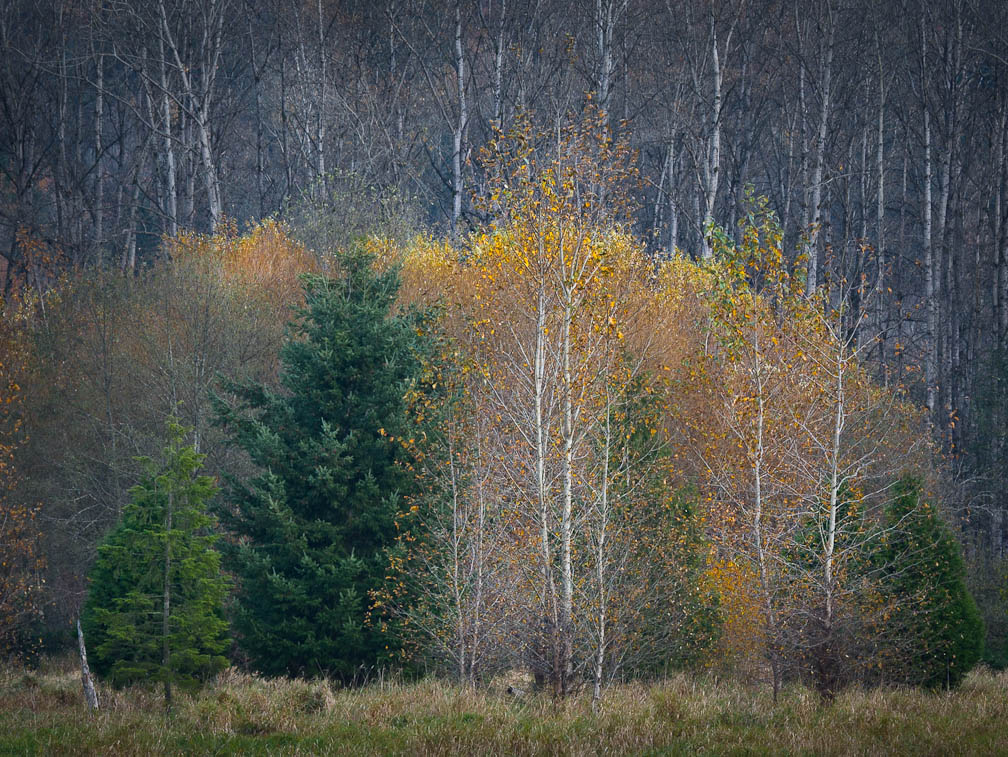 As Autumn Fades