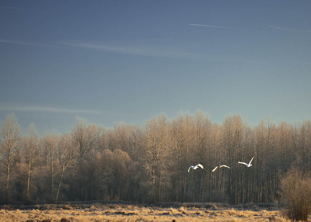 Of Swans, Paths, and Trumpets