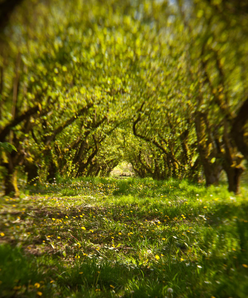 Orchard Magic