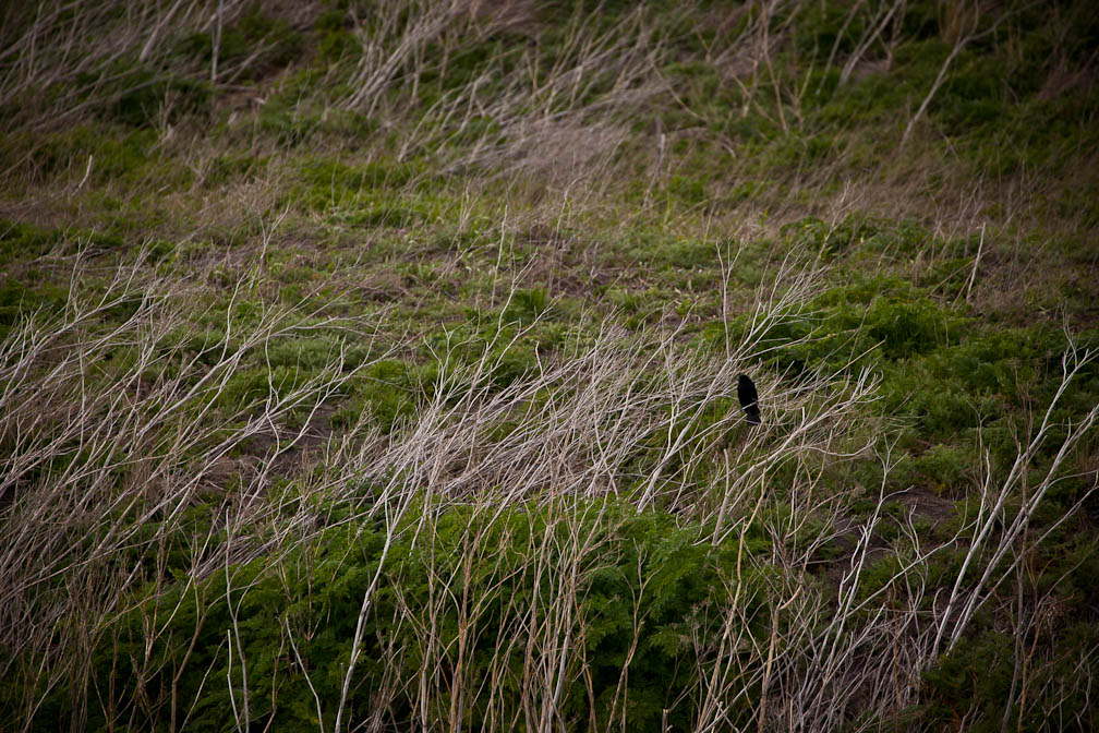 Red-Winged Blackbird
