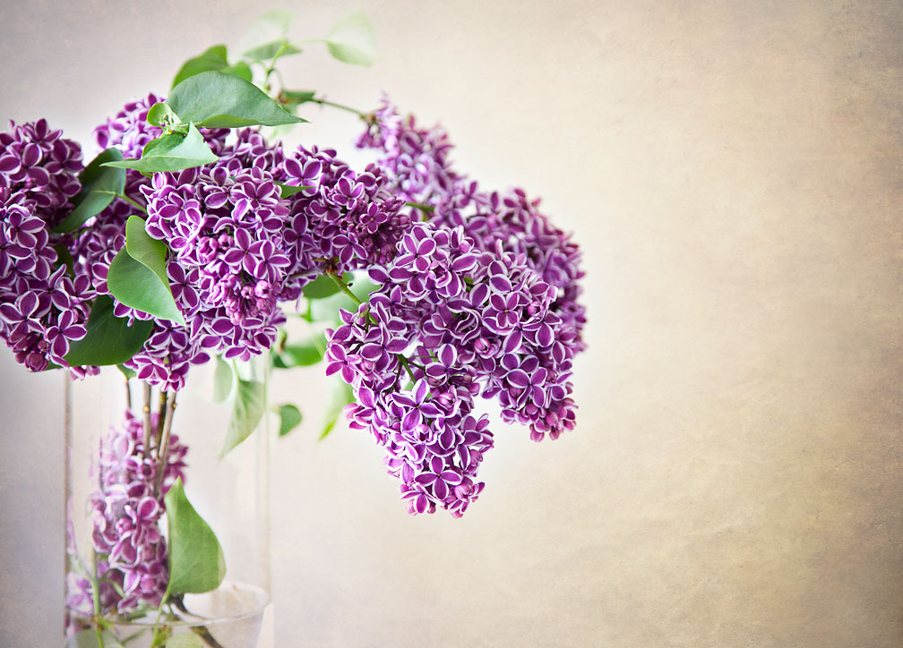 Spring Lilacs