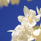 Yucca Flowers