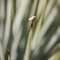 Yucca, #44