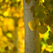 Aspens, #365