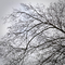 Tree, #56