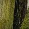Three Trees