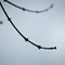 Winter Branch