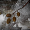 Winter Cones