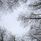 Winter Trees, #659