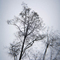 A Tree in Winter