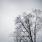 Winter Trees, #897