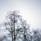 Winter Trees, #931