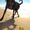 Milton the Dog
