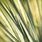 Yucca, #78
