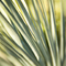 Yucca, #84