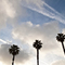 Contrails and Palm Trees