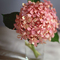 Hydrangea