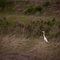 Great Egret at Twilight