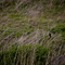 Red-Winged Blackbird