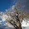 Tree of Spring