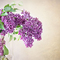 Spring Lilacs