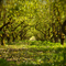 Orchard Magic