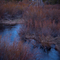 Oregon Twilight