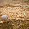 A Snail's Pace