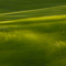 Emerald Waves of Grain