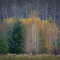 As Autumn Fades