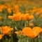 Poppies, #62