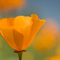 Poppies, #83