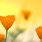 Poppies, #328