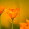 Poppies, #421