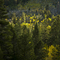 Aspen Glow
