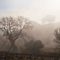 Piercing the Mist