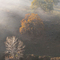 Three in the Mist