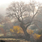 Oak Tree in the Mist