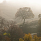 Misty Morning