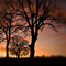 Oak Trees, #43