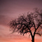 Oak Tree, #58