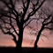 Oak Trees, #63