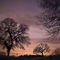 Oak Trees, #68