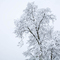 White Sky at Dawn